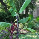 Musa Balbisiana Atia Black Black Thai 10 Seeds USA Seller Musa Balbisiana Atia Black Black Thai 10 Seeds USA Seller