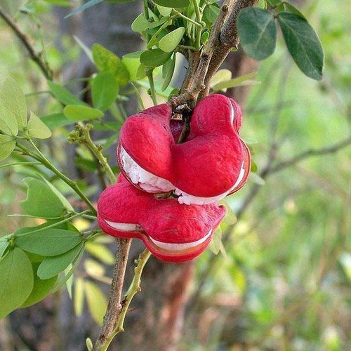 Pithecellobium Dulce Madras Thorn Manilla Tamarind 10 Seeds USA Seller