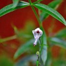 Andrographis Paniculata Creat Nilavembu King Of Bitters 20 Seeds USA Seller Andrographis Paniculata Creat Nilavembu King Of Bitters 20 Seeds USA Seller