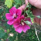 Malva Arborea Tree Mallow Lavatera Arborea 10 Seeds USA Seller