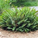 Polystichum Munitum Western Sword Fern 2000 Spores USA Seller