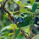 Lonicera Caerulea Var Edulis Fly Or Blue Honeysuckle 10 Seeds USA Seller Lonicera Caerulea Var Edulis Fly Or Blue Honeysuckle 10 Seeds USA Seller