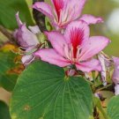 Bauhinia Variegata Camel'S Foot Variegated Orchid Tree 5 Seeds USA Seller