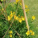 Alstromeria Aurea Sussex Gold Yellow Parrot Lily 30 Seeds USA Seller