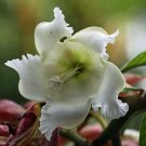 Beaumontia Grandiflora Heralds Trumpet 20 Seeds USA Seller
