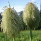 Anemone Occidentalis Western Anemone Western Pasqueflower 10 Seeds USA Seller