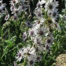 Berkheya Purpurea Zulu Warrior Purple Berkheya 10 Seeds USA Seller