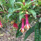 Fuchsia Denticulata Toothed Fuchsia 50 Seeds USA Seller Fuchsia Denticulata Toothed Fuchsia 50 Seeds USA Seller