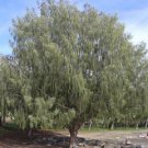 Casuarina Equisetifolia Subsp Incana Horsetail Casuarina 25 Seeds USA Seller