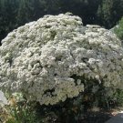Eriogonum Giganteum St Catherine'S Lace Giant Buckwheat 100 Seeds USA Seller