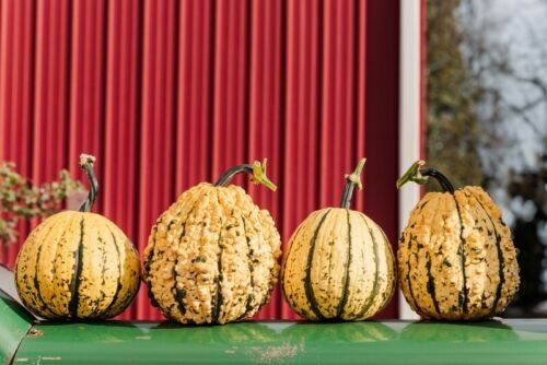 10 Kettle Corn Pumpkin Seeds Organic Seeds USA Seller
