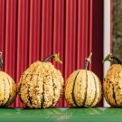 10 Kettle Corn Pumpkin Seeds Organic Seeds USA Seller