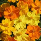 200 Bright Light Cosmos Seeds Organic Seeds USA Seller