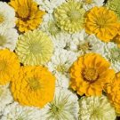100 Lemon Meringue Zinnia Mix Seeds Organic Seeds USA Seller
