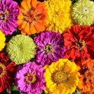 100 Painted Wagon Zinnia Mix Seeds Organic Seeds USA Seller