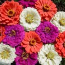 100 Under The Sea Zinnia Mix Seeds Organic Seeds USA Seller