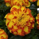 100 Flamenco Marigold Seeds Organic Seeds USA Seller