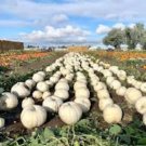 10 Polar Bear Giant Pumpkin Seeds Organic Seeds USA Seller 10 Polar Bear Giant Pumpkin Seeds Organic Seeds USA Seller
