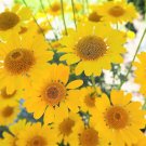 50 Golden Marguerite Daisy Seeds Seeds Organic USA Seller