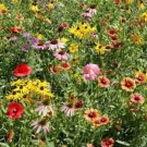 200 Wildflower Mix Seeds Perennial Seeds Organic USA Seller