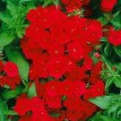 200 Red Drummond Phlox Seeds Seeds Organic USA Seller