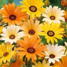 200 African Daisy Mix Seeds Seeds Organic USA Seller