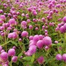 200 Raspberry Cream Globe Amaranth Gomphrena Seeds Seeds Organic USA Seller