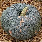 10 Sugarcup Winter Squash Seeds Organic Seeds USA Seller