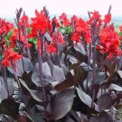 50 Tropicana Black Canna Lily Seeds Perennial Organic Seeds USA Seller