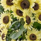 50 Lemon Queen Sunflower Seeds Organic Seeds USA Seller