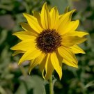 200 Wild Sunflower Seeds Organic Seeds USA Seller 200 Wild Sunflower Seeds Organic Seeds USA Seller