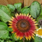 10 Ms Mars Pink Dwarf Sunflower Seeds Organic Seeds USA Seller
