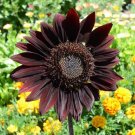 50 Chocolate Cherry Sunflower Seeds Organic Seeds USA Seller