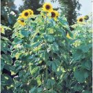 20 American Giant Sunflower Seeds Organic Seeds USA Seller