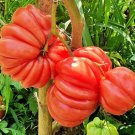 40 Mushroom Basket Tomato Seeds Organic Seeds USA Seller