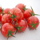 40 Pink Bumble Bee Tomato Seeds Organic Seeds USA Seller