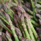 100 Mary Washington Asparagus Seeds Organic Seeds USA Seller