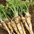 500 Hamburg Rooted Parsley Seeds Organic Seeds USA Seller