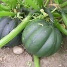 10 Acorn Winter Squash Seeds Organic Seeds USA Seller