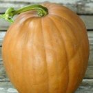 10 Dickinson Pumpkin Seeds Organic Seeds USA Seller