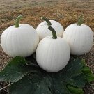 10 Casper The White Ghost Pumpkin Seeds Organic Seeds USA Seller