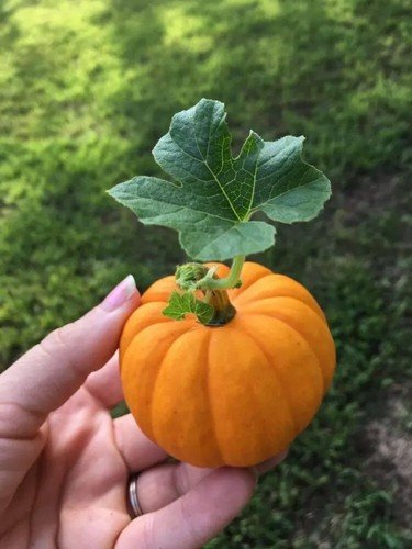 10 Jack Be Little Pumpkin Seeds Organic Seeds USA Seller