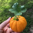 10 Jack Be Little Pumpkin Seeds Organic Seeds USA Seller
