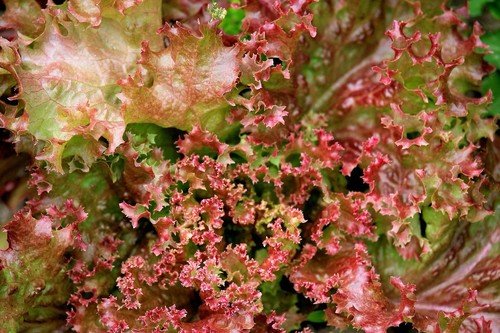 Organic Lettuce Prizehead Leaf Seeds Seedset 1 Gram USA Seller