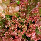 Organic Lettuce Prizehead Leaf Seeds Seedset 1 Gram USA Seller