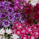 Twinkle Phlox 250 Seeds USA Seller