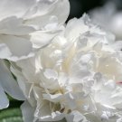 White Cloud Peony Poppy 5 G 1500 Seeds USA Seller