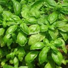 Organic Basil Seeds 250 Seeds Seedset Italian Large Leaf USA Seller