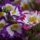 Angel Wings Butterfly Flower Seeds Seedset 800 Seeds 5 G USA Seller Angel Wings Butterfly Flower Seeds Seedset 800 Seeds 5 G USA Seller