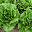 600 Organic Lettuce Seeds Parris Island Romaine Heirloom USA Seller 600 Organic Lettuce Seeds Parris Island Romaine Heirloom USA Seller